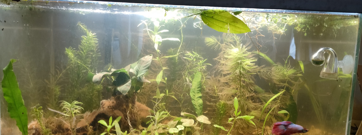aquarium Sparrow