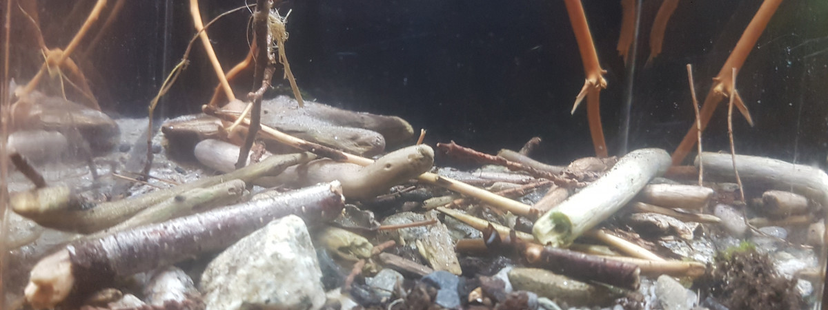 aquarium Pico 6L lac Willoughby