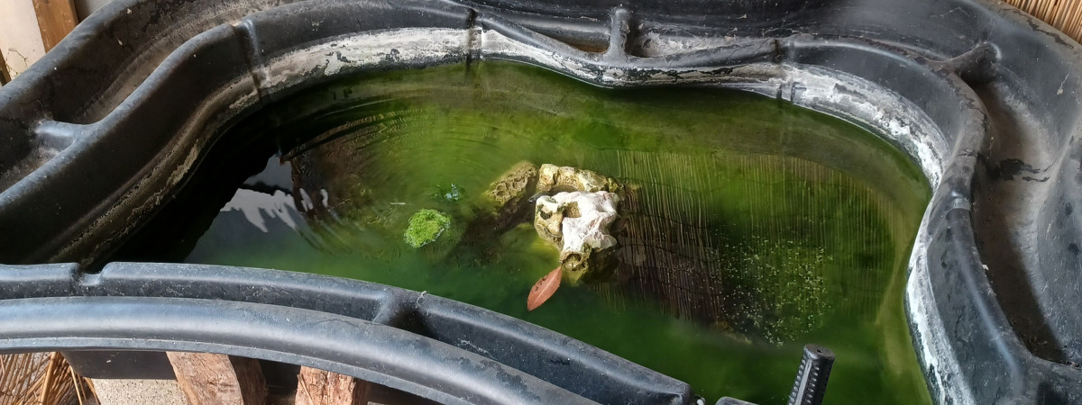 aquarium Bassin de nos étang locaux 1000 L