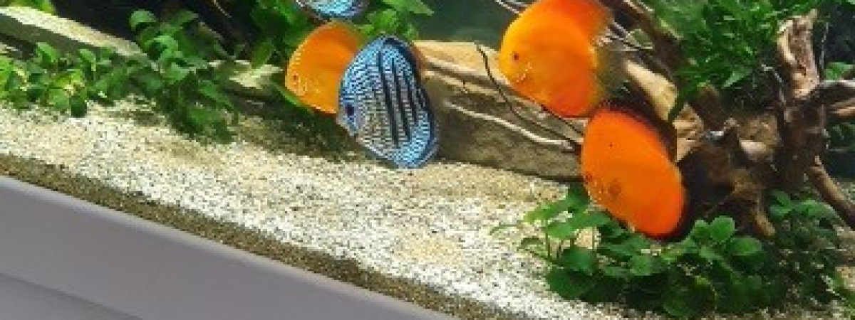 aquarium discus salon