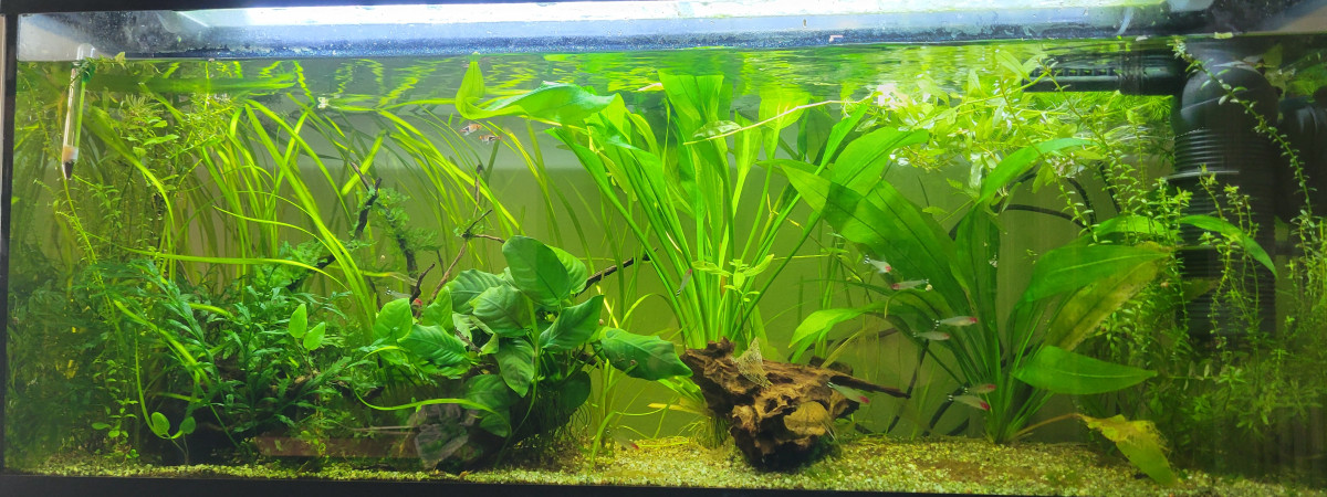 aquarium 100l
