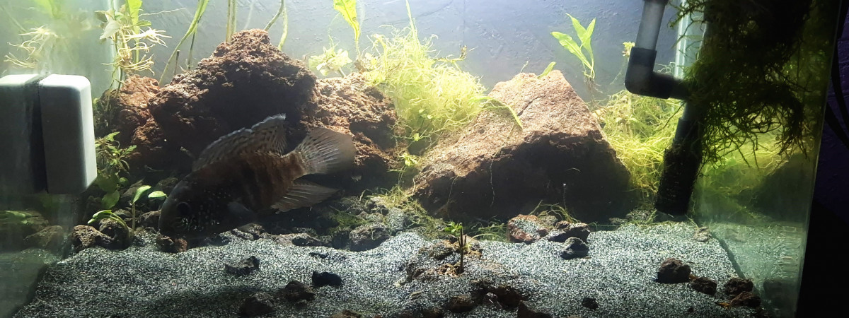 aquarium Amazonien