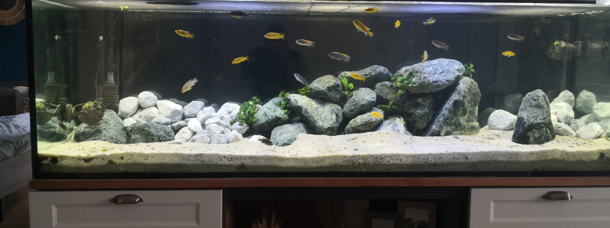 aquarium Aquarium Malawi 2024
