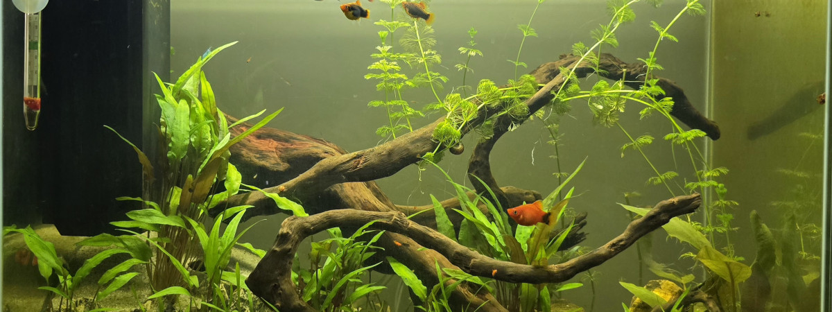 aquarium N1