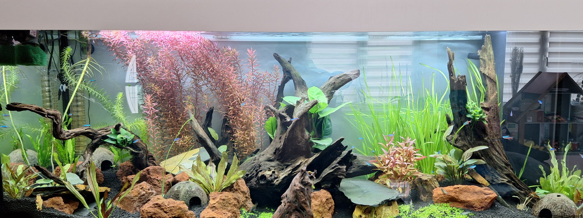 aquarium Juwel Rio 450 litre amazonien