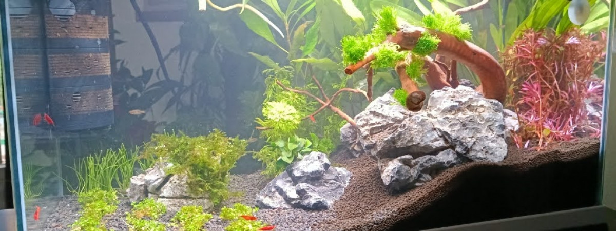 aquarium Bac 60l