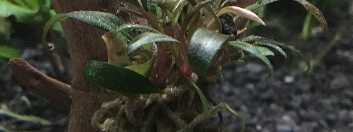 aquarium Communautaire
