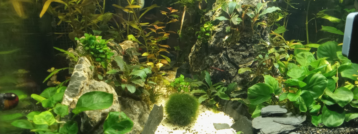 aquarium Bonsai
