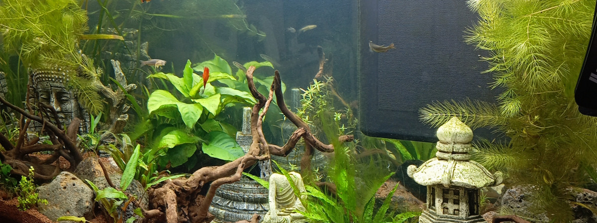 aquarium 200l