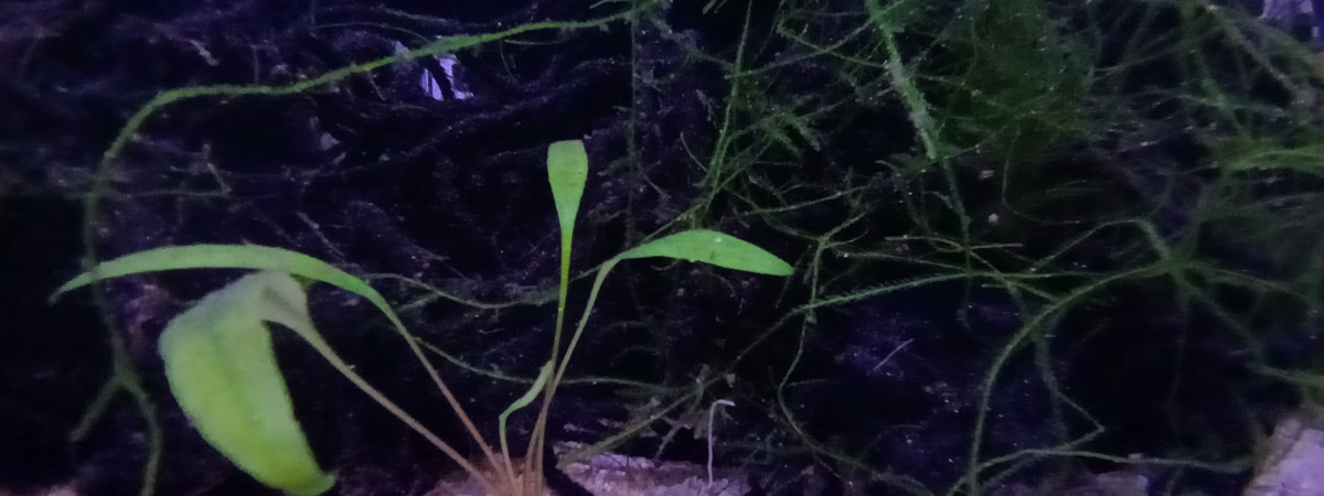 aquarium 232   Quarantaine  Scriptaphyosemion geryi  Dindéfello OMSEN-21