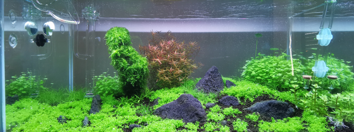 aquarium Aquarium Red crystal et Microfish