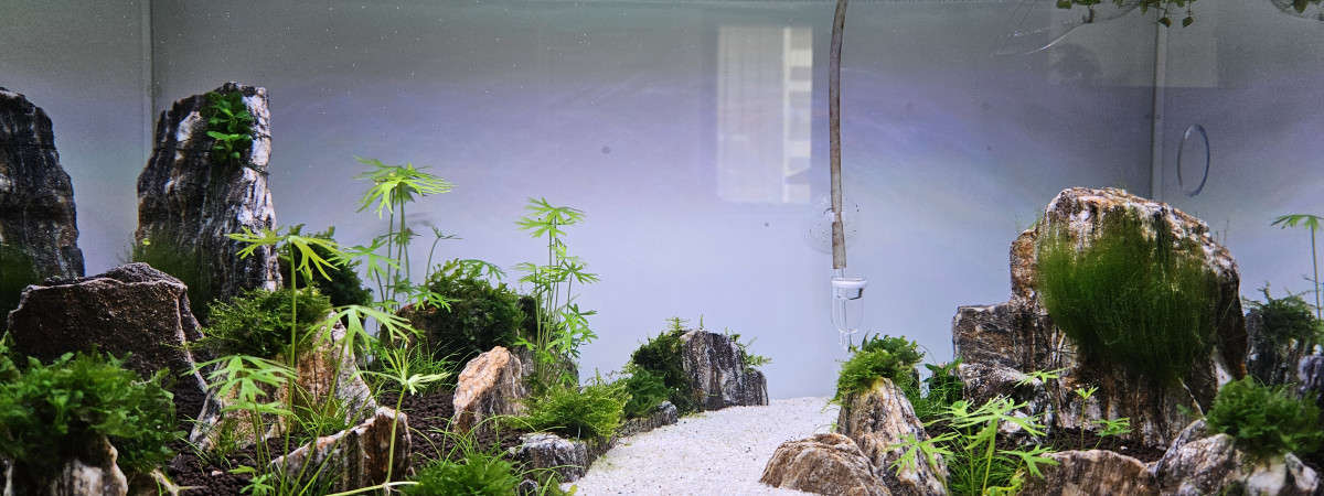 aquarium Start again