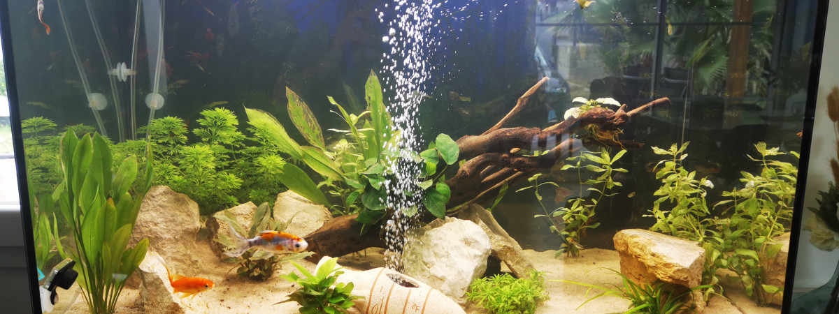 aquarium Naturel