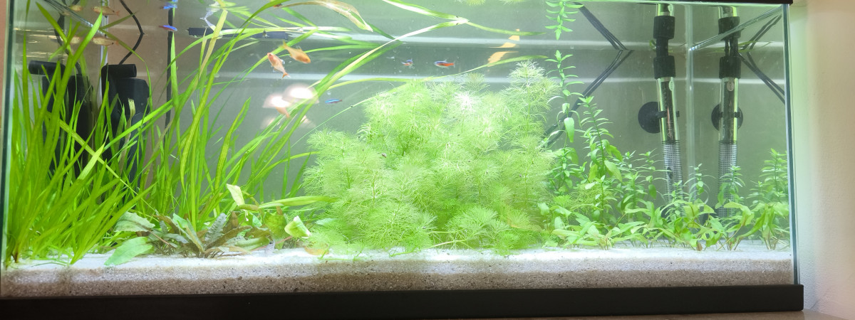 aquarium 1 er