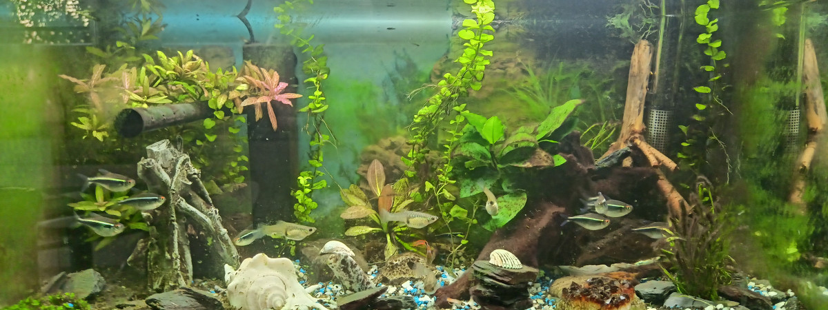 aquarium Ciano aqualex 60