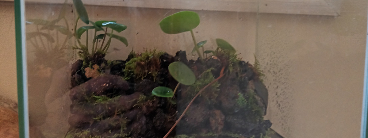 aquarium Trou d eau Anba So ARRET le 08 février 2025