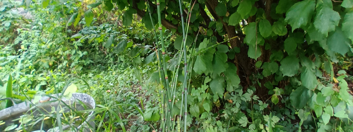 aquarium Mini bassine 1
