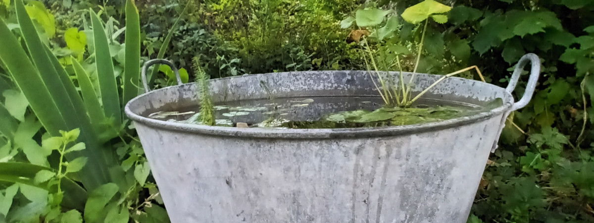 aquarium Mini bassine 2