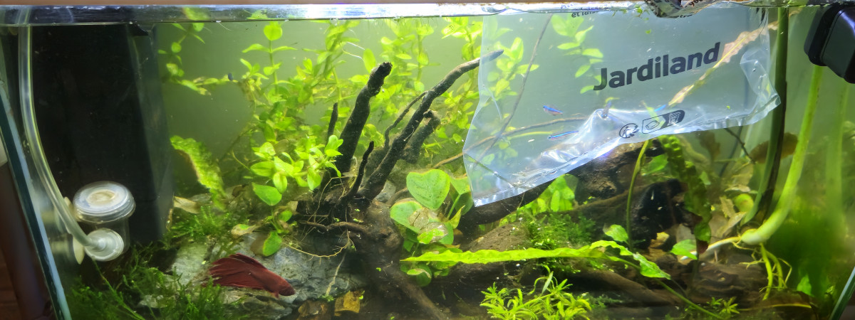 aquarium communautaire