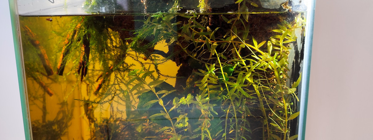 aquarium Corrientes  - Austrolebias nigripinnis