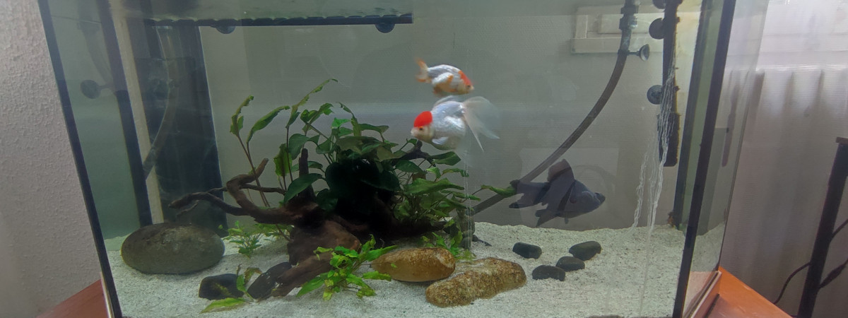 aquarium aquarium poissons japonais