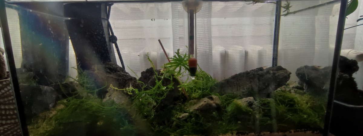 aquarium aquarium amano