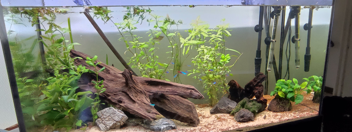 aquarium aquarium communautaire