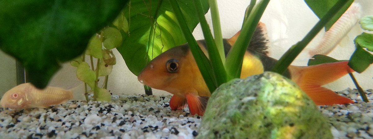 aquarium Aquatlantis 120