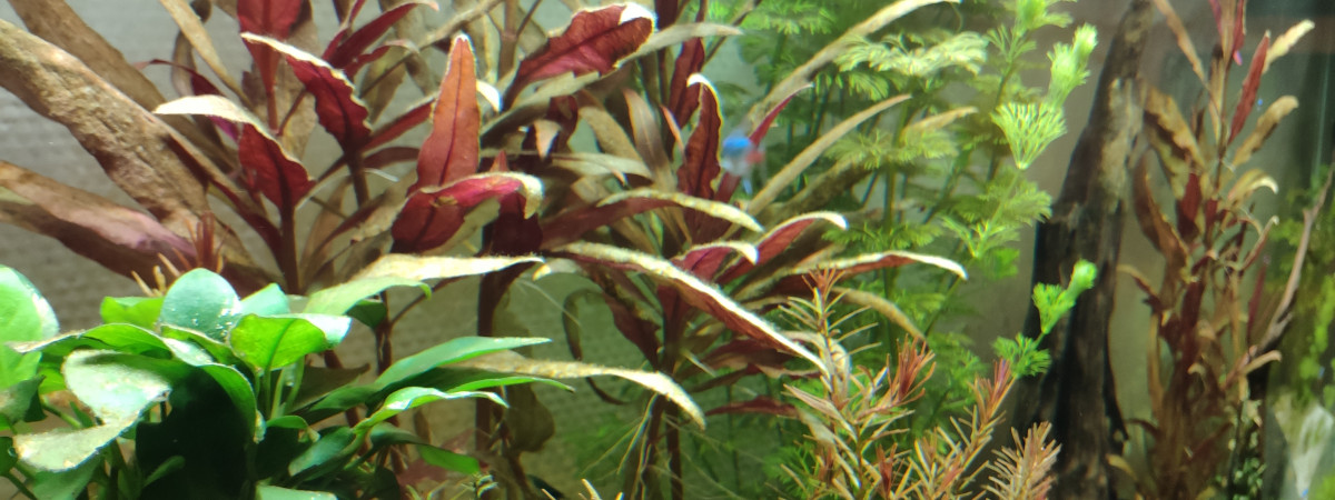 aquarium 200L - Communautaire