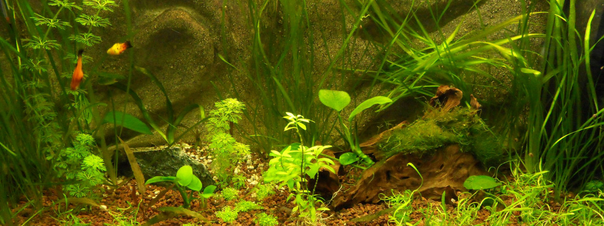 aquarium Mon ancien bac de 80 litres