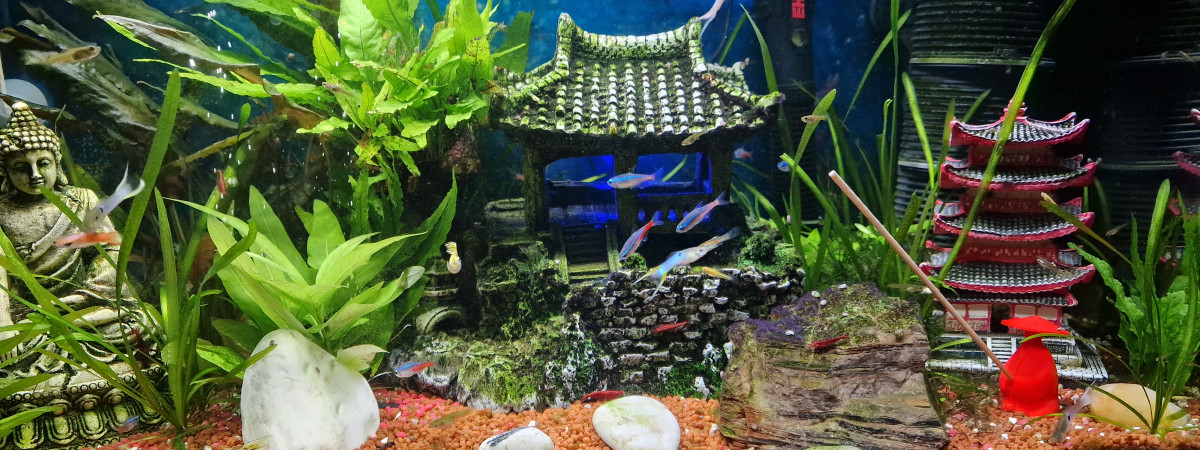 aquarium Nurserie