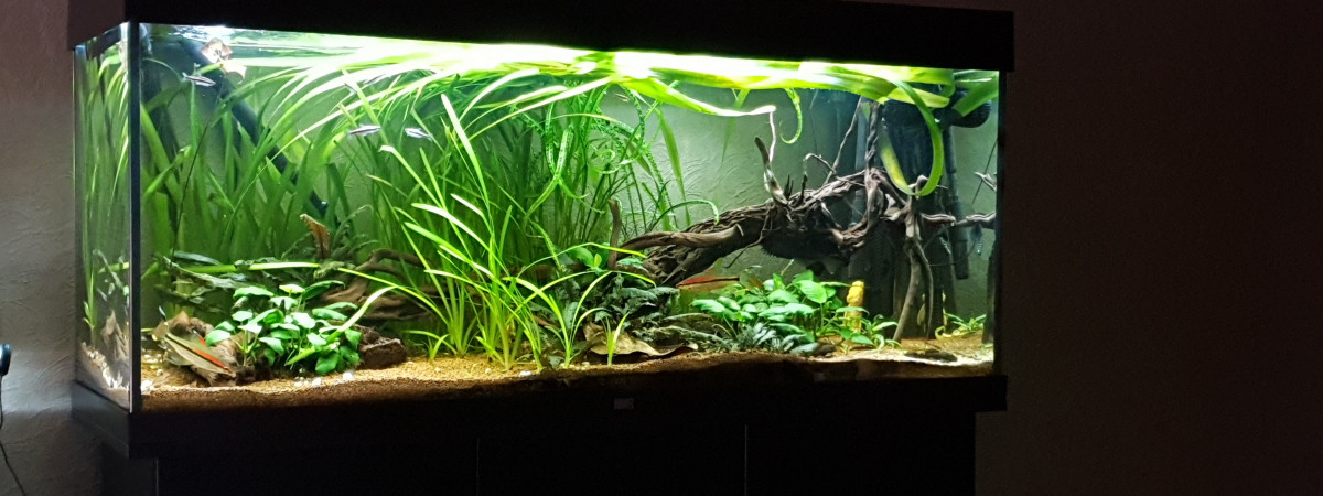 aquarium Juwel 240 litres