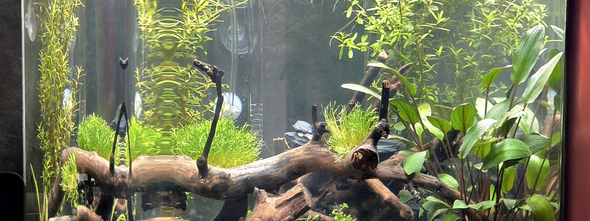 aquarium Aquarium Cuisine