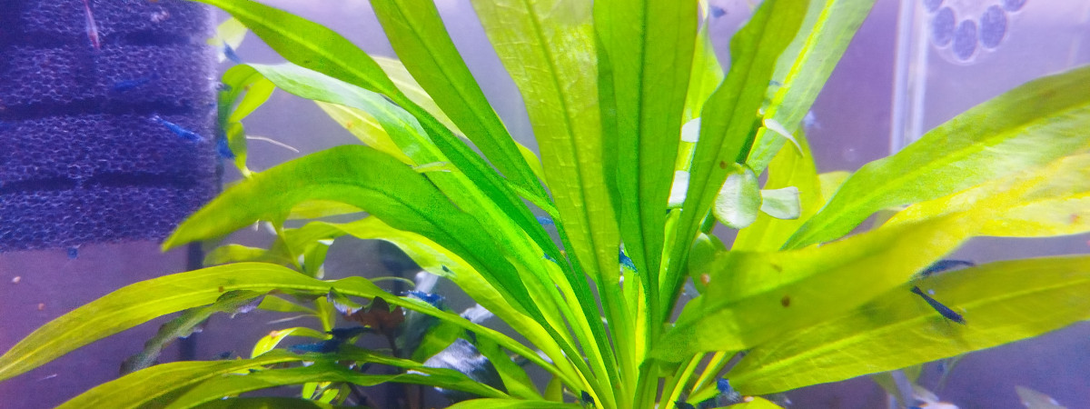 aquarium Neocaridina Bleu