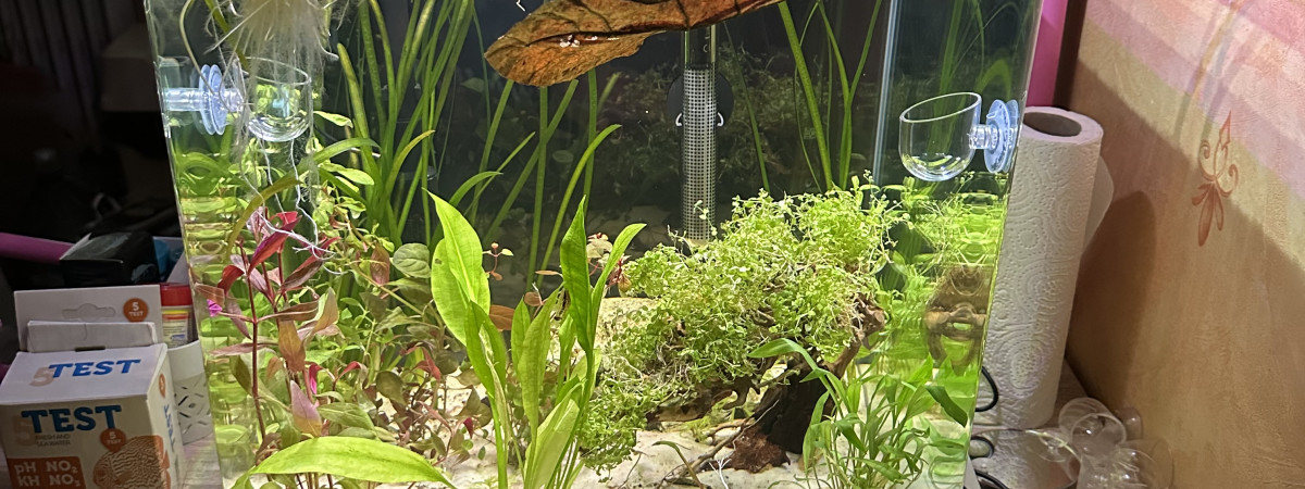 aquarium Aqua cube 60L