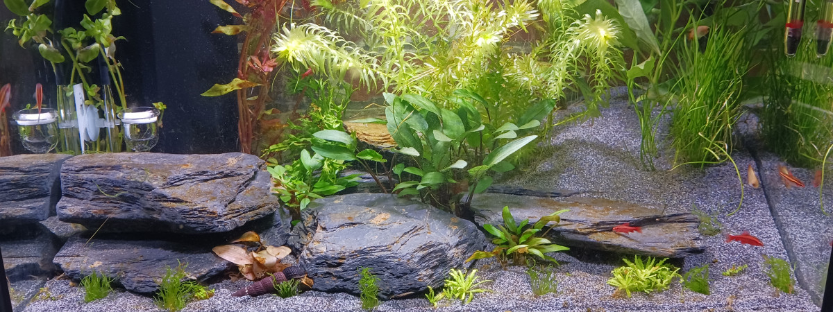 aquarium 70L