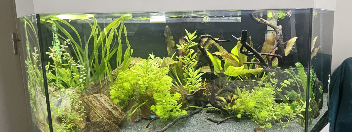 aquarium Biotope Amazonien