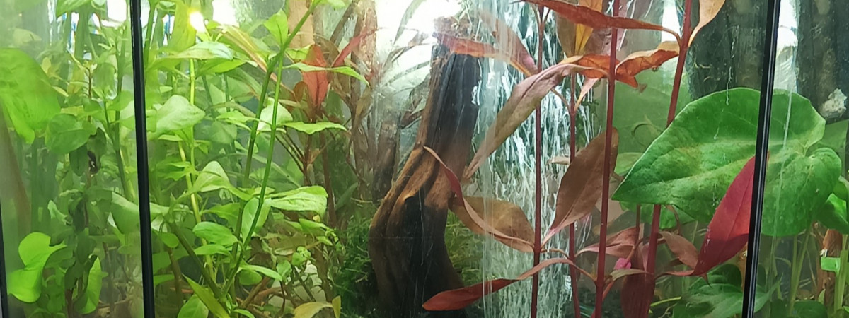 aquarium Mimi poisson