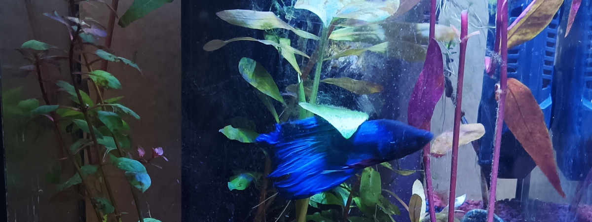 aquarium Aquarium combattant