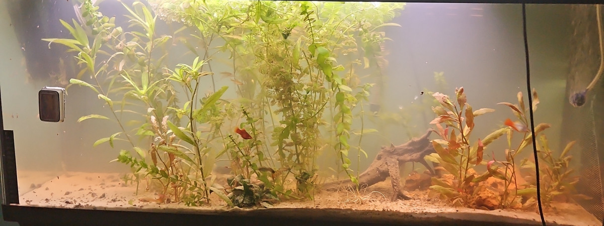aquarium Laméliorer