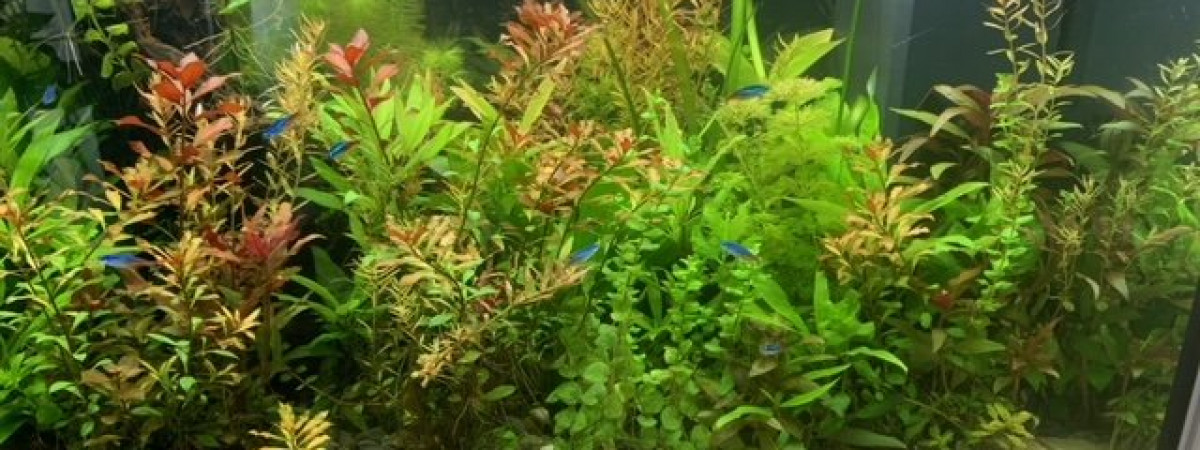 aquarium amazonie 350l