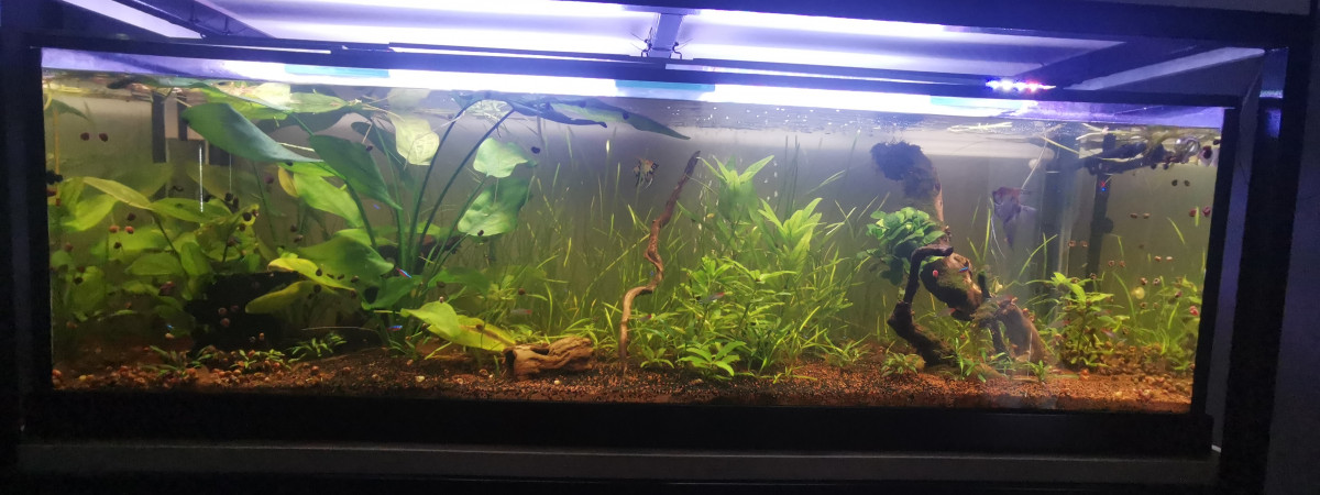 aquarium 500 litres amazonien