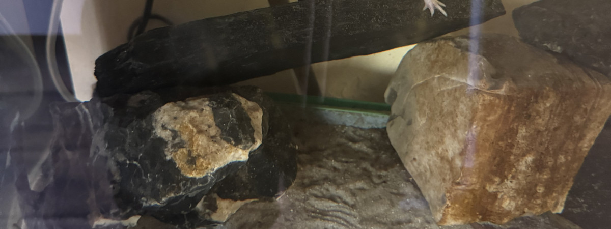 aquarium Axo