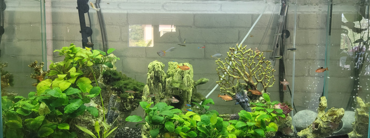 aquarium Principal