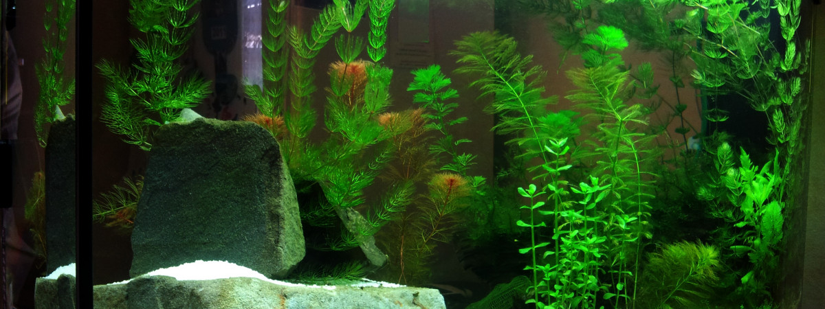 aquarium amazonien