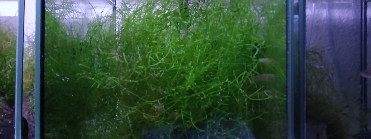 aquarium 132 01 Femelle Aphyosemion schioetzi Ngombe Z 91-01