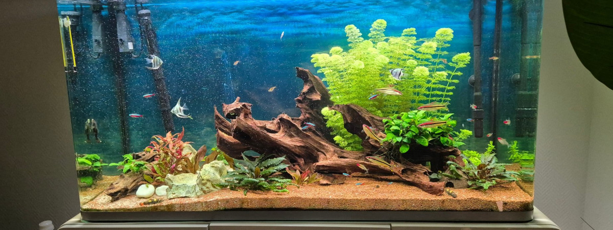 aquarium Amazonien