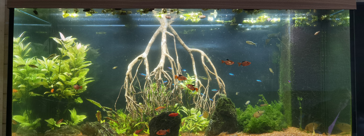 aquarium Amazonien 350