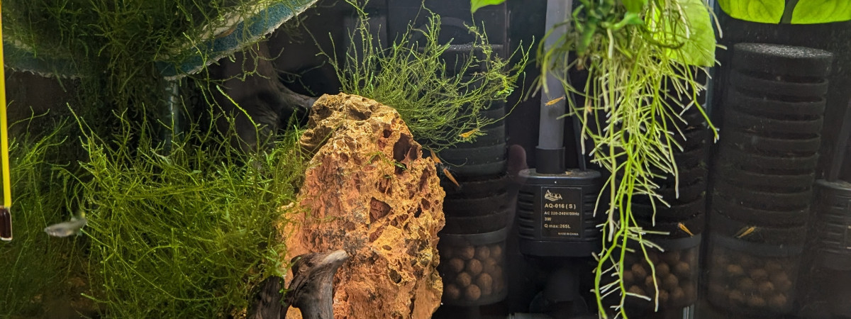 aquarium Aqua crevette