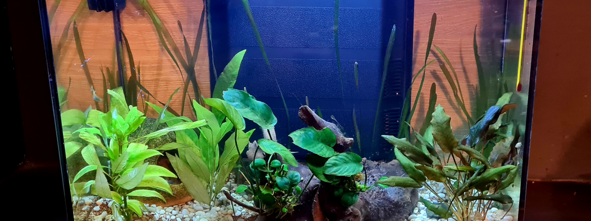 aquarium BIBOURIUM 50 litres